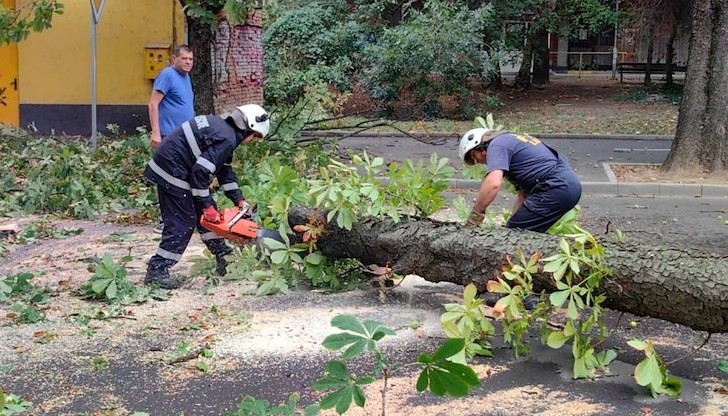 Екипи на "Паркстрой" и "Комунални дейности" работят по почистването на падналата дървесна маса