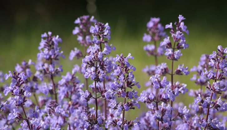 Флавоноидите в растението подобряват кръвообращението и предпазват артериите
