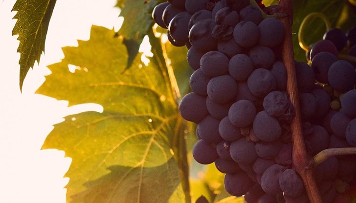 Високите температури и сушата променят технологията на винопроизводство и повишават цените
