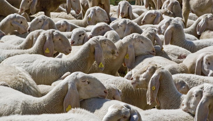 Росселхознадзор наложи ограниченията заради огнищата на шарка по дребните преживни животни