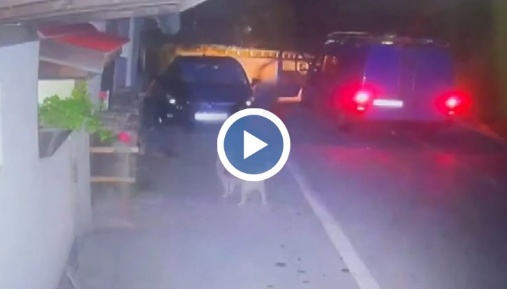 Очевидците потвърдиха, че животното не е провокирало жестокостта