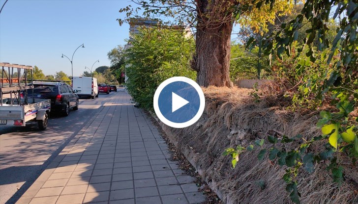 Жители на Русе алармират за потенциален риск от падащи дървета в близост до оживения участък