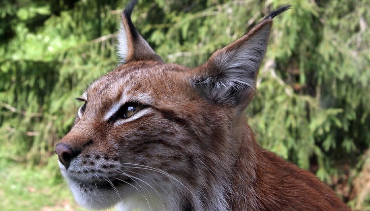 Жандармерията предупреждава за непредсказуемото поведение на риса