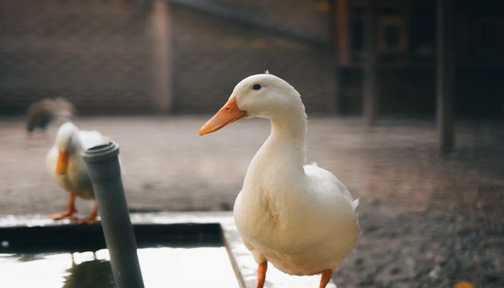 Умъртвиха над 28 000 патици, за да предотвратят разпространението на заразата Умъртвиха над 28 000 патици, за да предотвратят разпространението на заразата