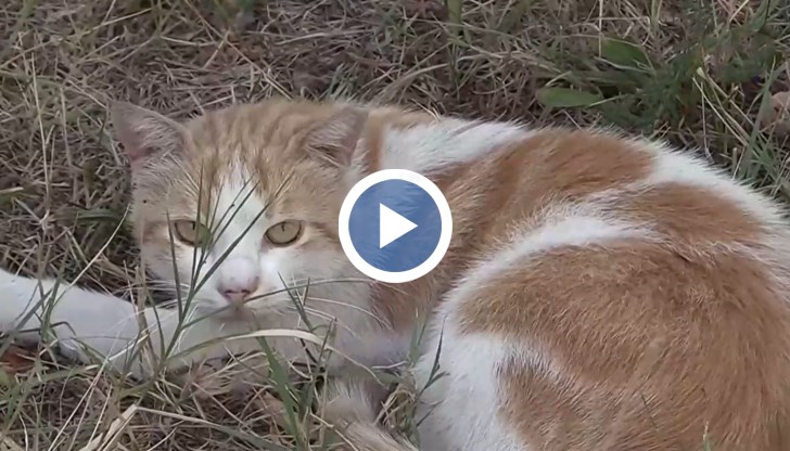 Инцидентите са в близост до детска градина в комплекс „Лазур"