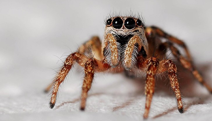 38-годишният британец взел насекомото за подарък на сина си