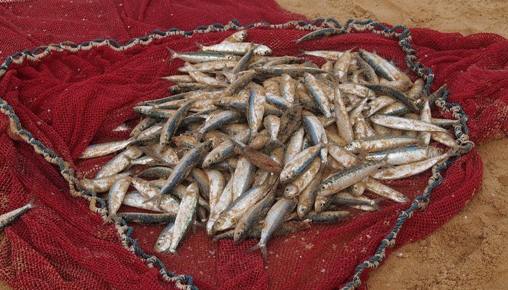 Гребеновидна медуза е мигрирала в Черно море с корабите