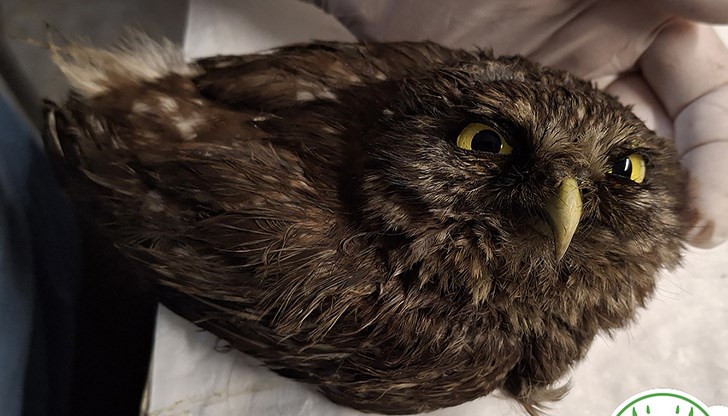 Птицата е загубила една трета от теглото си, а носните ѝ отвори са били запушени от сажди Птицата е загубила една трета от теглото си, а носните ѝ отвори са били запушени от сажди