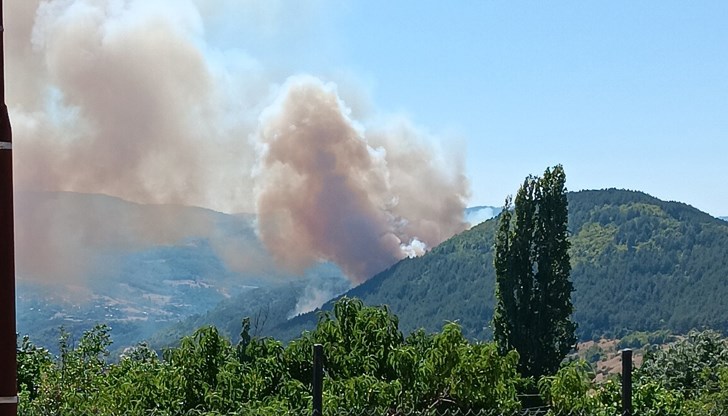 Стихията е овладяна тази сутрин, след като изпепели около 500 декара гора Стихията е овладяна тази сутрин, след като изпепели около 500 декара гора