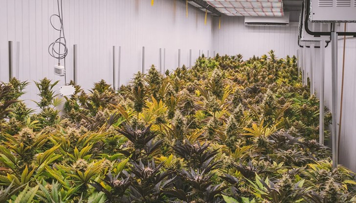 263 растения са унищожени при специализирана операция в два района