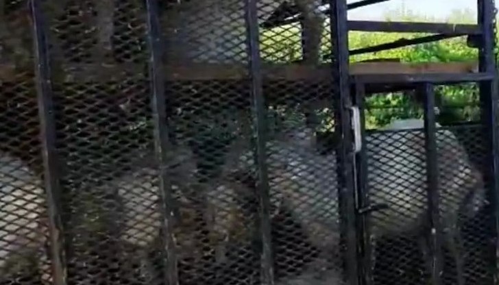 Двама мъже са с издаден акт за нерегламентиран транспорт на животни заради шарката Двама мъже са с издаден акт за нерегламентиран транспорт на животни заради шарката