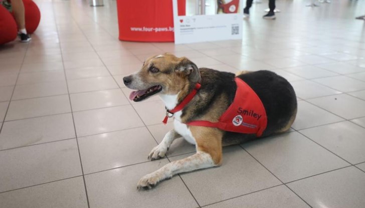 Бивши бездомни кучета се превърнаха в терапевти и помагат на хората