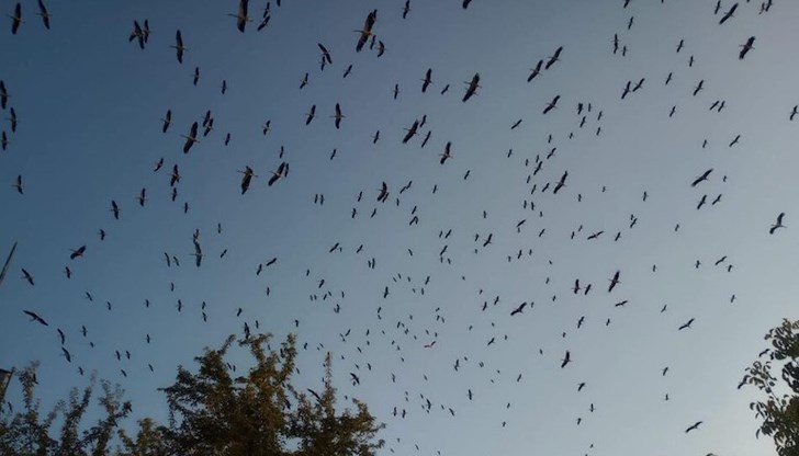 Птиците от Унгария, Германия и Хърватия пренощуваха върху покривите на града Птиците от Унгария, Германия и Хърватия пренощуваха върху покривите на града