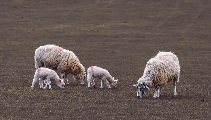Контролът по границите и незаконната търговия са във фокуса на мерките