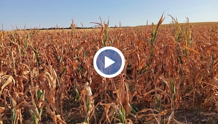 Зърнопроизводителите очакват добиви между 100 и 300 килограма на декар