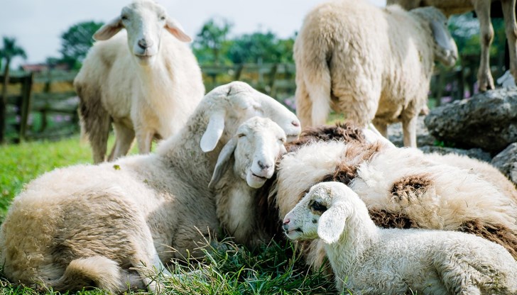 Над 1000 овце са умъртвени заради шарка, полиция търси нелегален транспорт