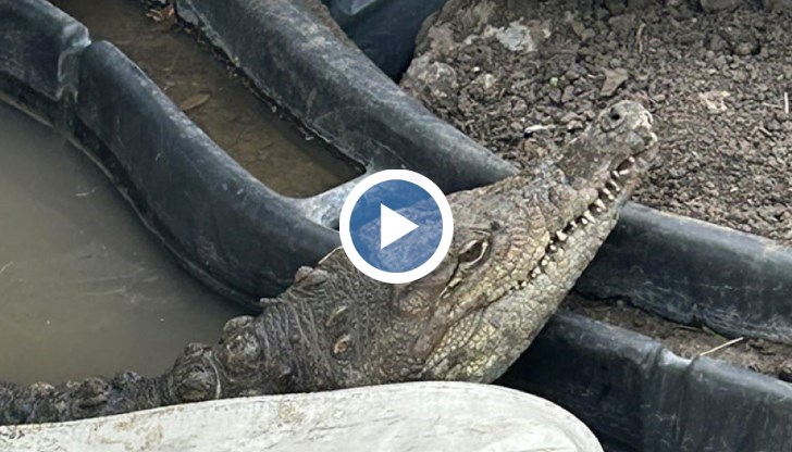 Директорът на зоопарка разказа за адаптацията на влечугото след преместването му преди година