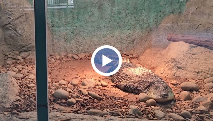 Масай се адаптира отлично в Софийския зоопарк и вече тежи значително повече