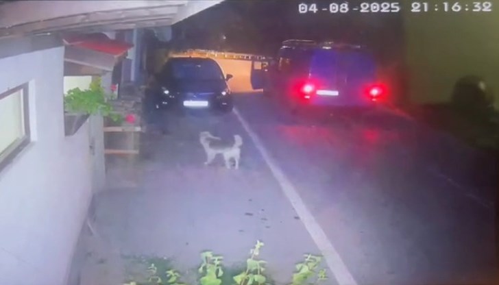 Извършителят е нанесъл удар с предмет върху животното без видима причина Извършителят е нанесъл удар с предмет върху животното без видима причина