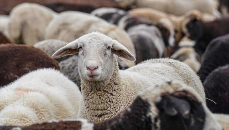 Епизоотичната комисия ще обсъди допълнителни мерки в четвъртък от 11 часа Епизоотичната комисия ще обсъди допълнителни мерки в четвъртък от 11 часа