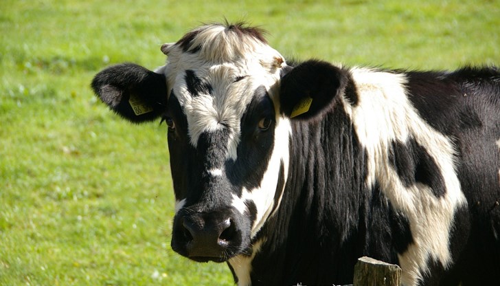 Загинали са 10 говеда Загинали са 10 говеда