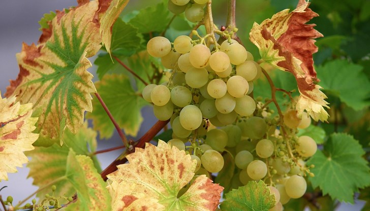 Въвеждат забрана за внос и транзит на грейпфрут и семена на островите