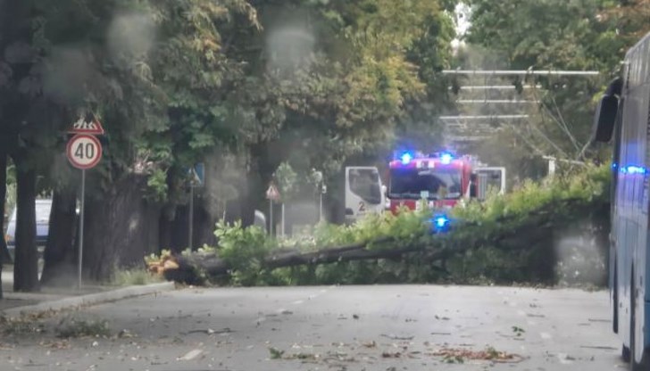 Множество дървета затрудняват движението след бурята в Русе Множество дървета затрудняват движението след бурята в Русе