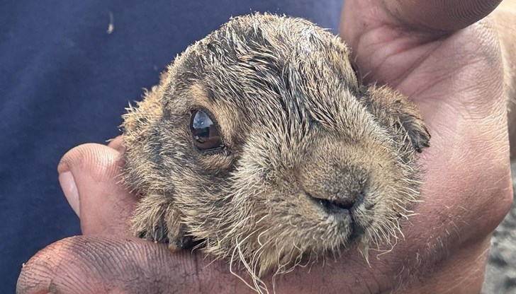 Павел приютил и хранил животните до получаване на специализирана помощ