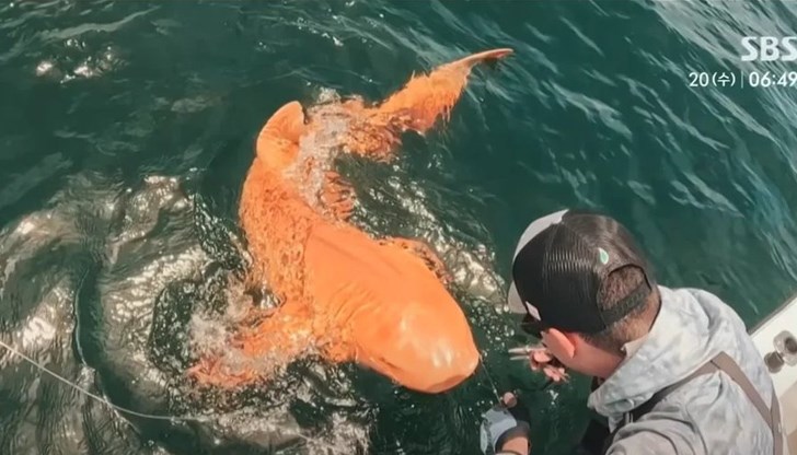 Морски биолози потвърдиха първи случай на ксантизъм при хрущялни риби в региона