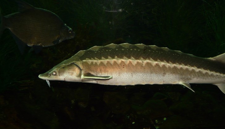 Забранява се и търговията с всички продукти от четирите вида есетрови риби Забранява се и търговията с всички продукти от четирите вида есетрови риби