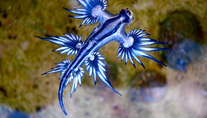 Морските създания са с дължина само 4 сантиметра, но са много опасни