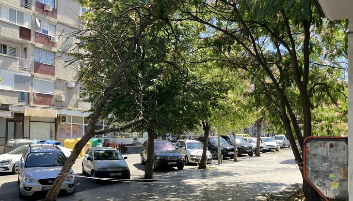 Второ изсъхнало дърво се стовари на улица "Николаевска", сигнализира русенец