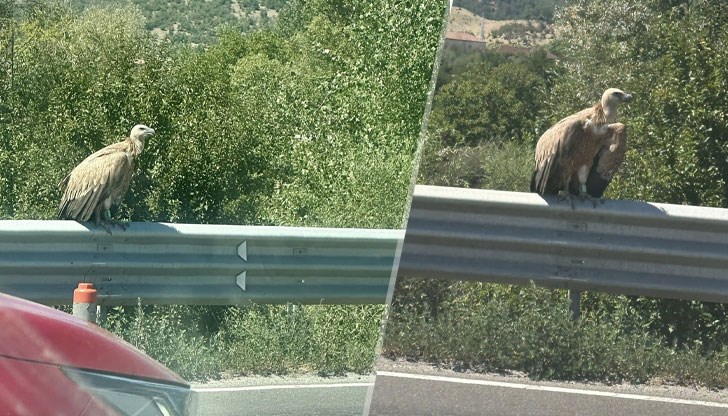 Младата птица от Кресненския пролом не може да се издигне достатъчно високо Младата птица от Кресненския пролом не може да се издигне достатъчно високо