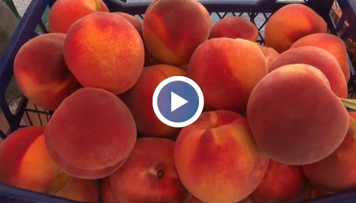 Четвърто поколение производител разкрива причините за рекордните цени в село Храбрино