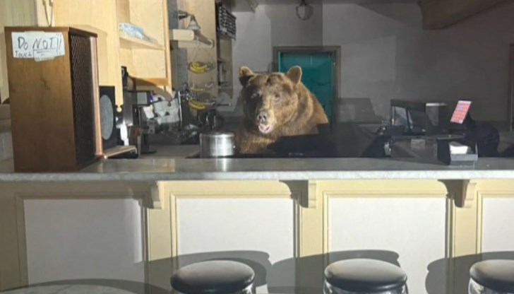 Полицаи от Ел Дорадо изкарали животното без инциденти