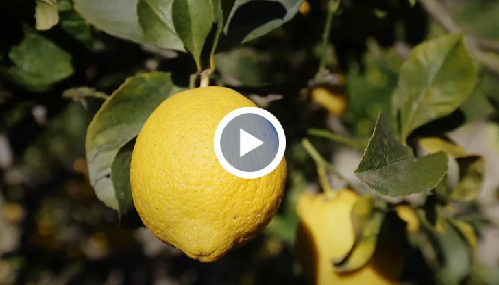 Българските фермери отчитат най-лошата земеделска година за десетилетие