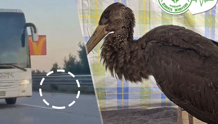 Птичето от застрашен вид бе спасено от организацията "Дивите Животни" Птичето от застрашен вид бе спасено от организацията "Дивите Животни"