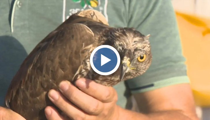 Деветте лекувани в "Централни Балкани" птици получиха маркировъчни пръстени от БАН
