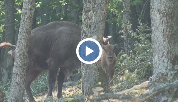 Три малки са се родили тази година в Родопите, а стадото вече наброява 23 животни