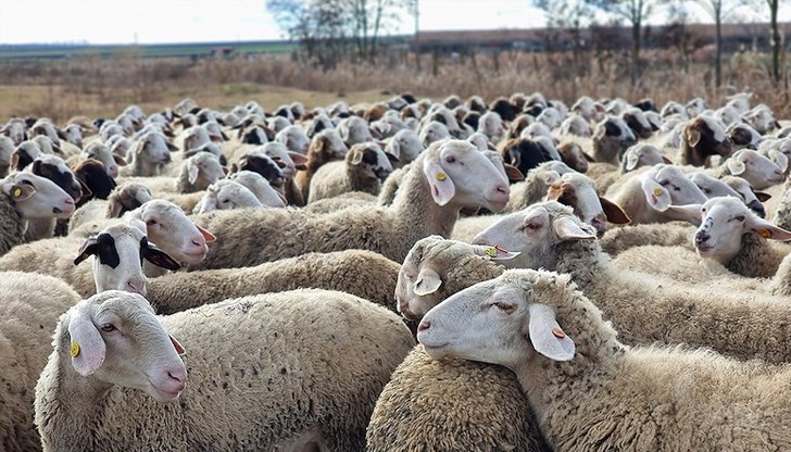 Специалистът предупреди за риск от унищожаване на генетичните ресурси на породата