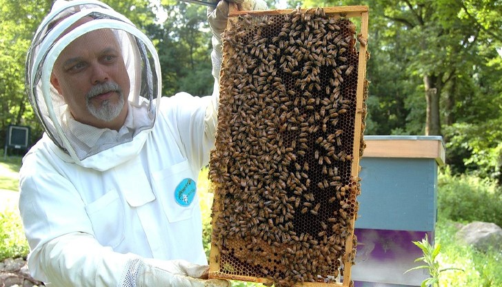 Климатичните промени намалиха добива от 20 на 10 килограма на кошер