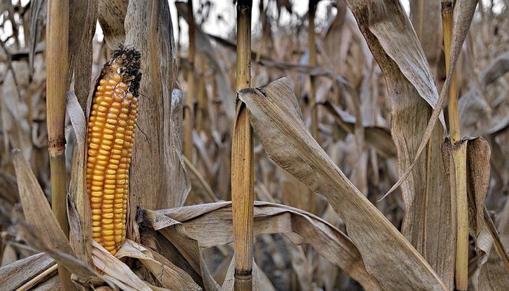 Търсят алтернативни култури заради поредната катастрофална година за царевицата Търсят алтернативни култури заради поредната катастрофална година за царевицата