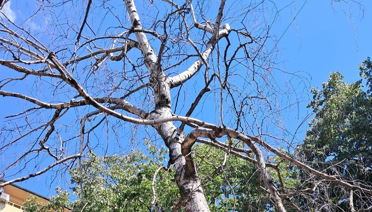 Сухи брези около блок "Бреза" в Русе създават риск за минувачите в района и са пожароопасни