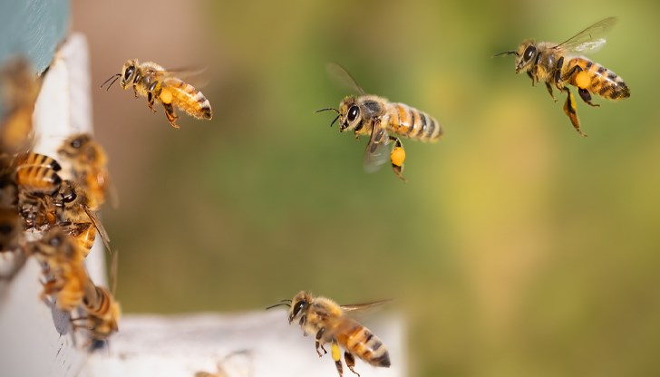 Препаратът носи масова смърт на пчелите Препаратът носи масова смърт на пчелите