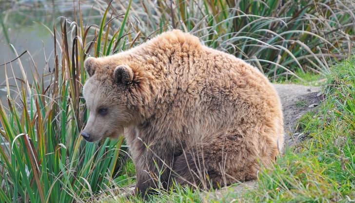 Кметът на Троян уведоми полицията и горското стопанство