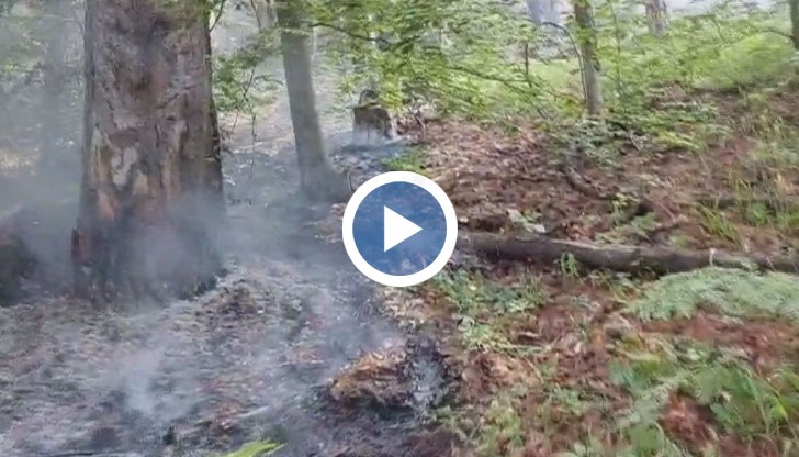 Новите огнища са открити при обход на горските служители