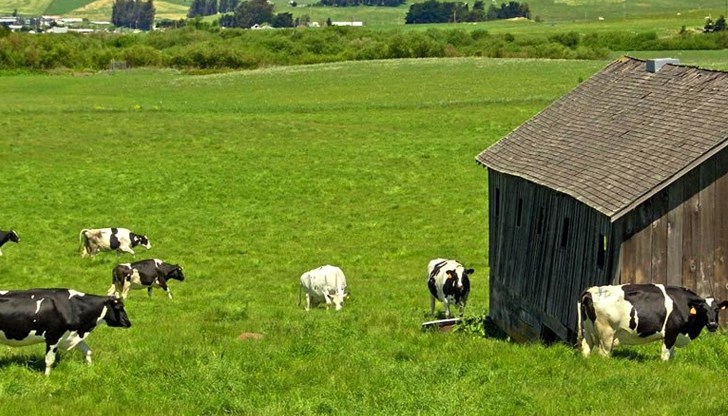 Започна приемът за животновъди и пчелари по de minimis