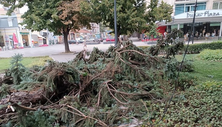 Бурният вятър събори дървета в Русенско и затвори временно Дунав мост