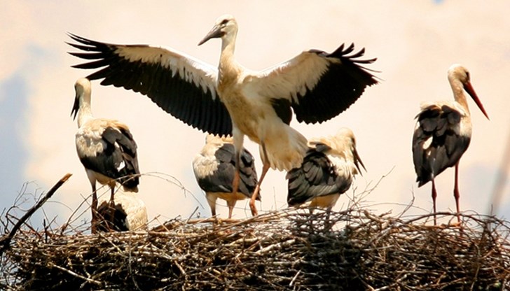 Птиците бяха пуснати край Раднево с изкуствено гнездо за по-лесна адаптация
