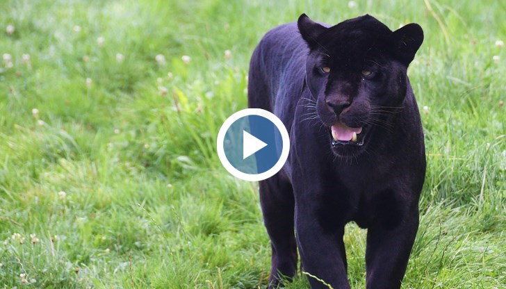 Хищникът е заснет от човек, пътуващ от Русе към Силистра